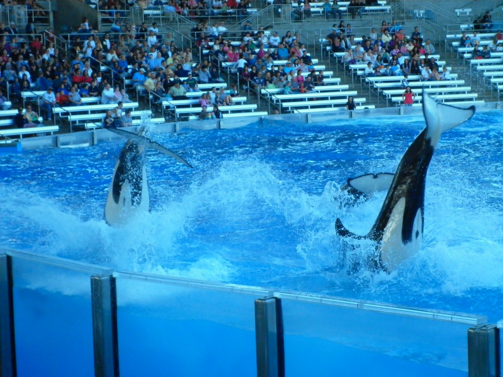 A Brazilian Abroad: Sea World