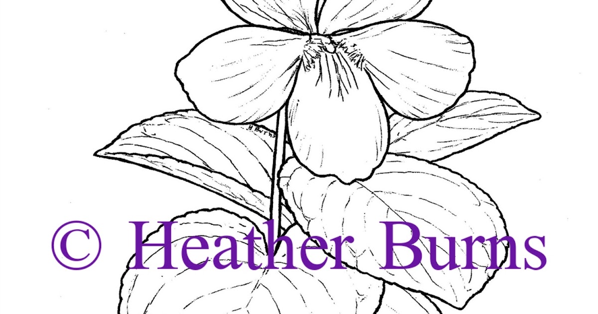 State Flower Coloring Book: Illinois State Flower: Violet