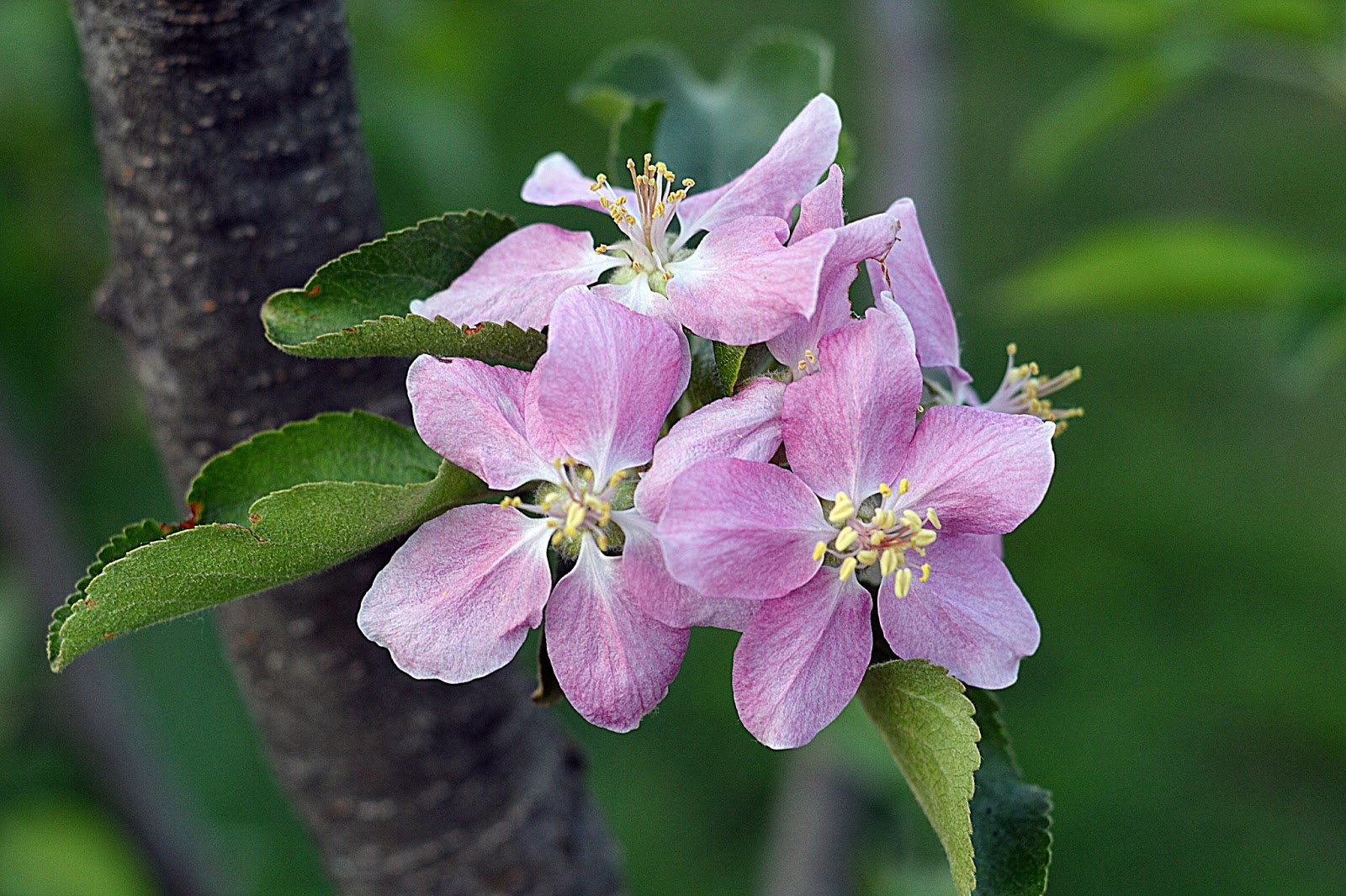 Sweet Autumn Soliloquy hidden rose apple blossom