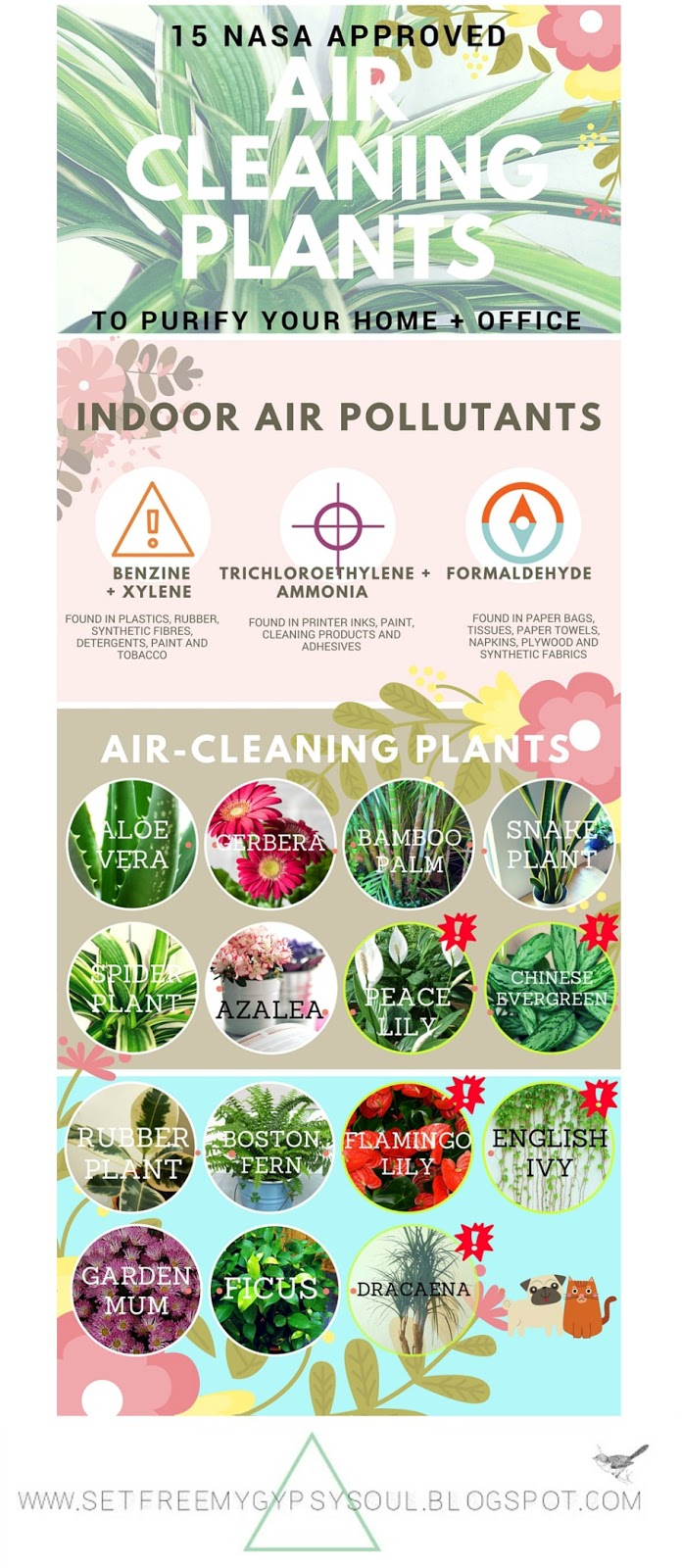 My Plant Finder Plant Guide Rhododendron Simsii