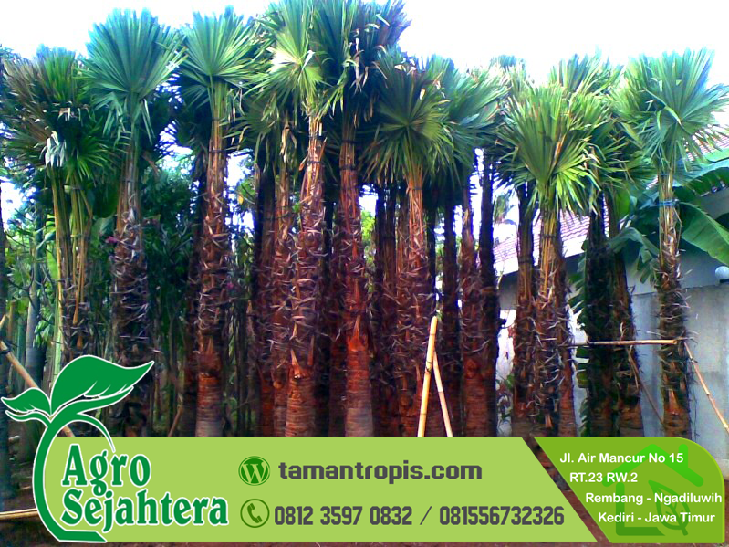 Jual Biji Palem Jenggot