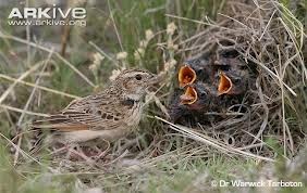 Topmarkotop Kiat Menangkar Burung Branjangan