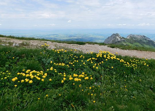 Pełnik alpejski (Trollius altissimus). Pełnik alpejski (Trollius altissimus).