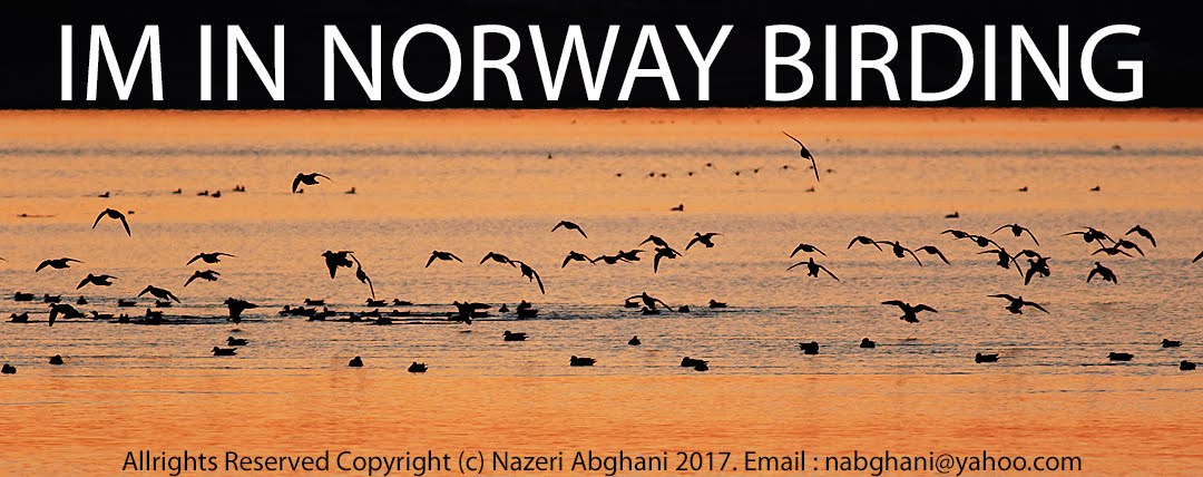 IMN Norway Birding