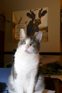 Crackle Pop, the cat, in front of John Adams' Gnarly Buttons album poster