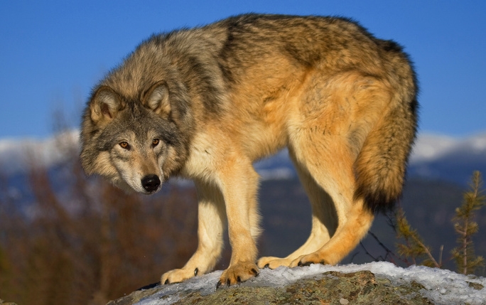 White Wolf : Appeals court lifts federal protections for Wyoming wolves