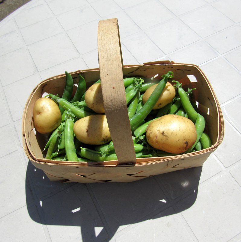 Life On Alderhill Farm Garden Grown New Potatoes and Peas
