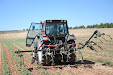 Harrowing sunflowers