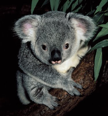 koala pic