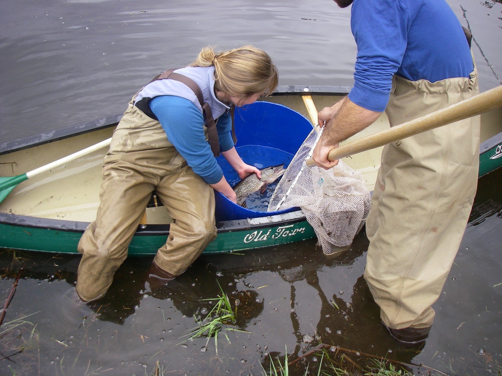 Wildlife Monitor CT DEEP Fisheries Northern Pike Management