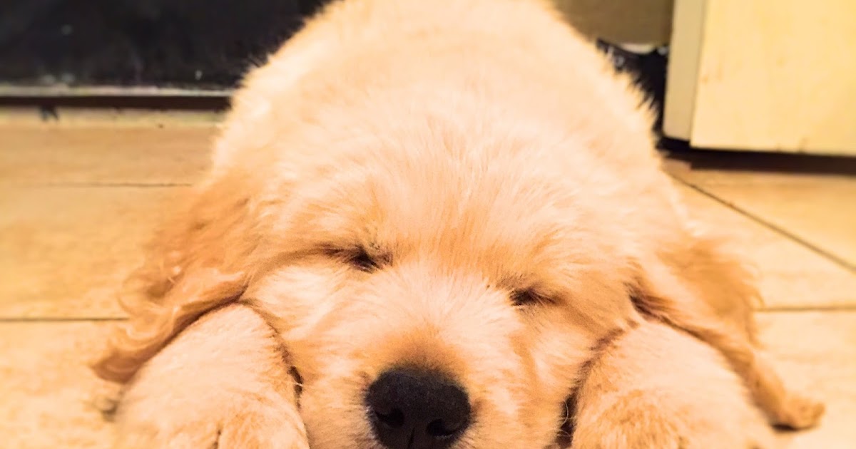 Fur Babe Foodie Tuna Casserole Puppy Style