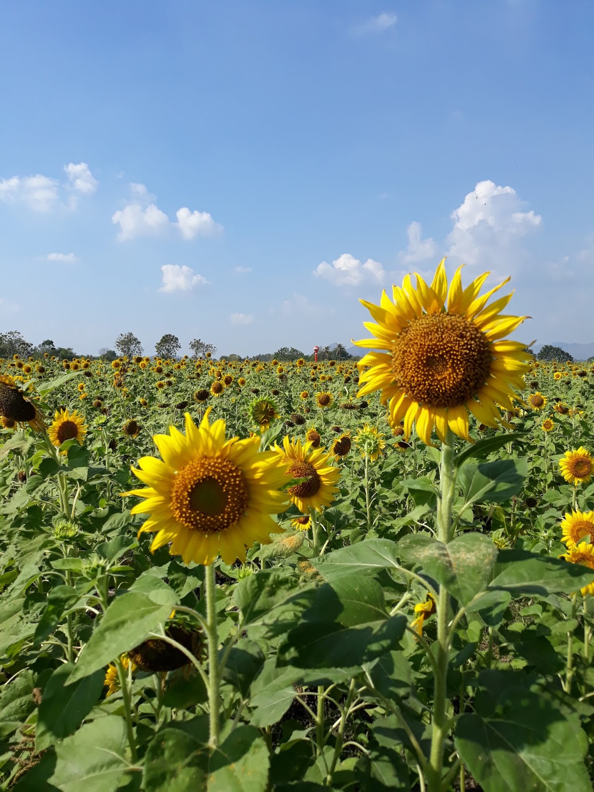 Jalan jalan Bangkok Lopburi , Sunflower Field ( part 2 )
