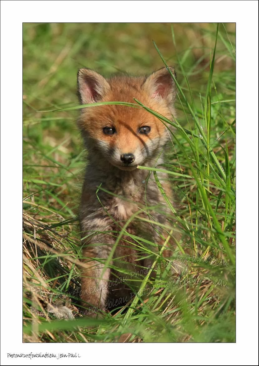 4 Images 1 Mot Renard Chien Communauté MCMS