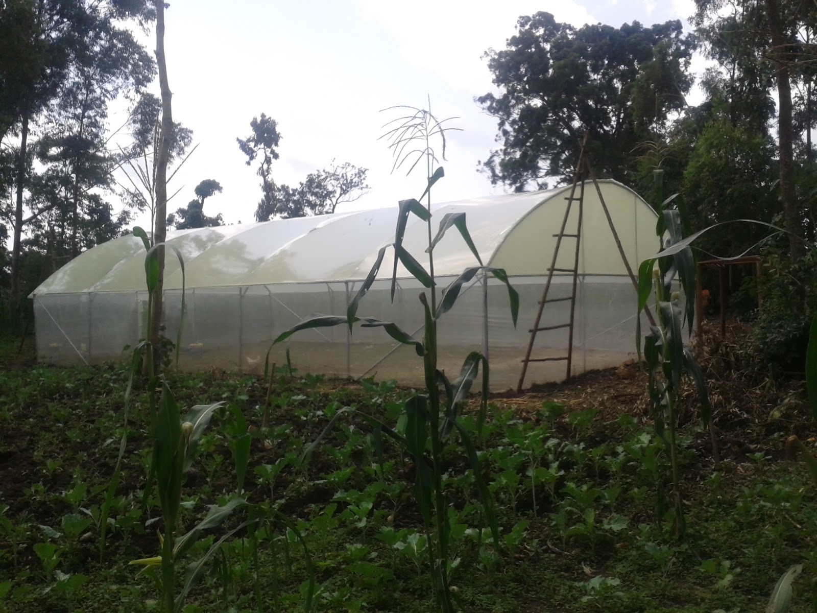 QUALITY AND AFFORDABLE GREENHOUSES FOR KENYA