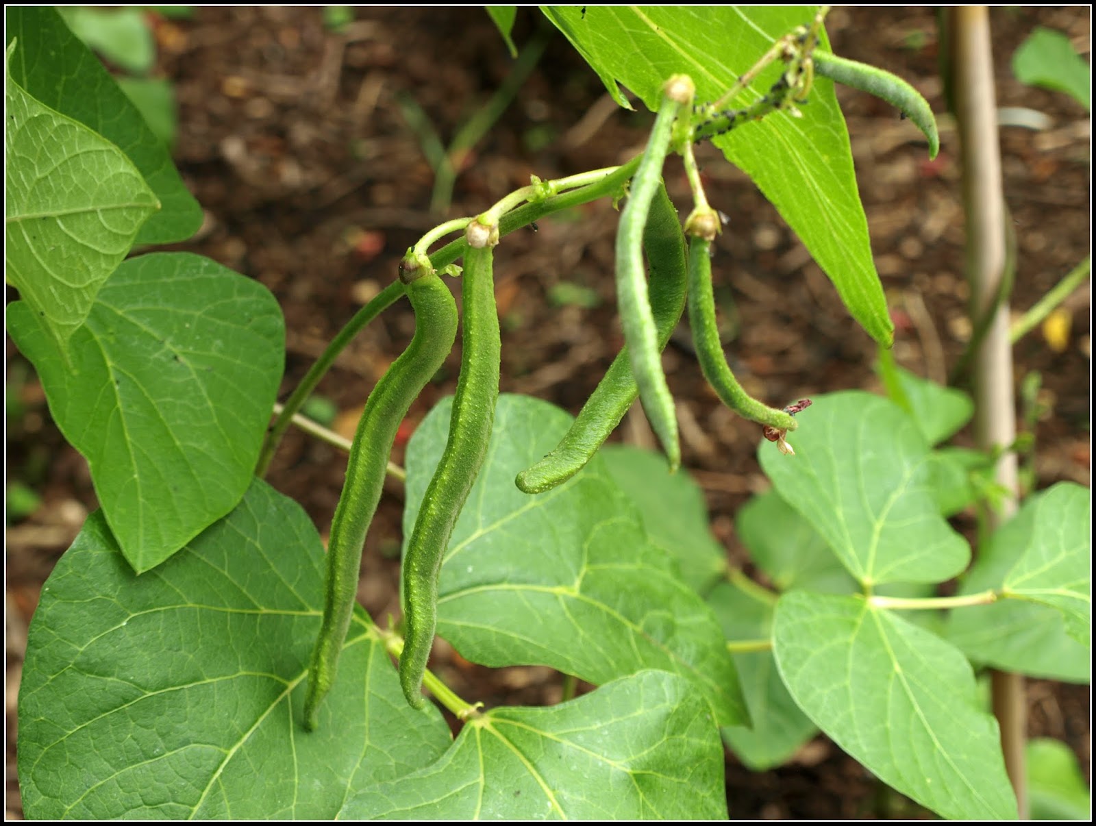 Mark's Veg Plot Climbing Beans are climbing
