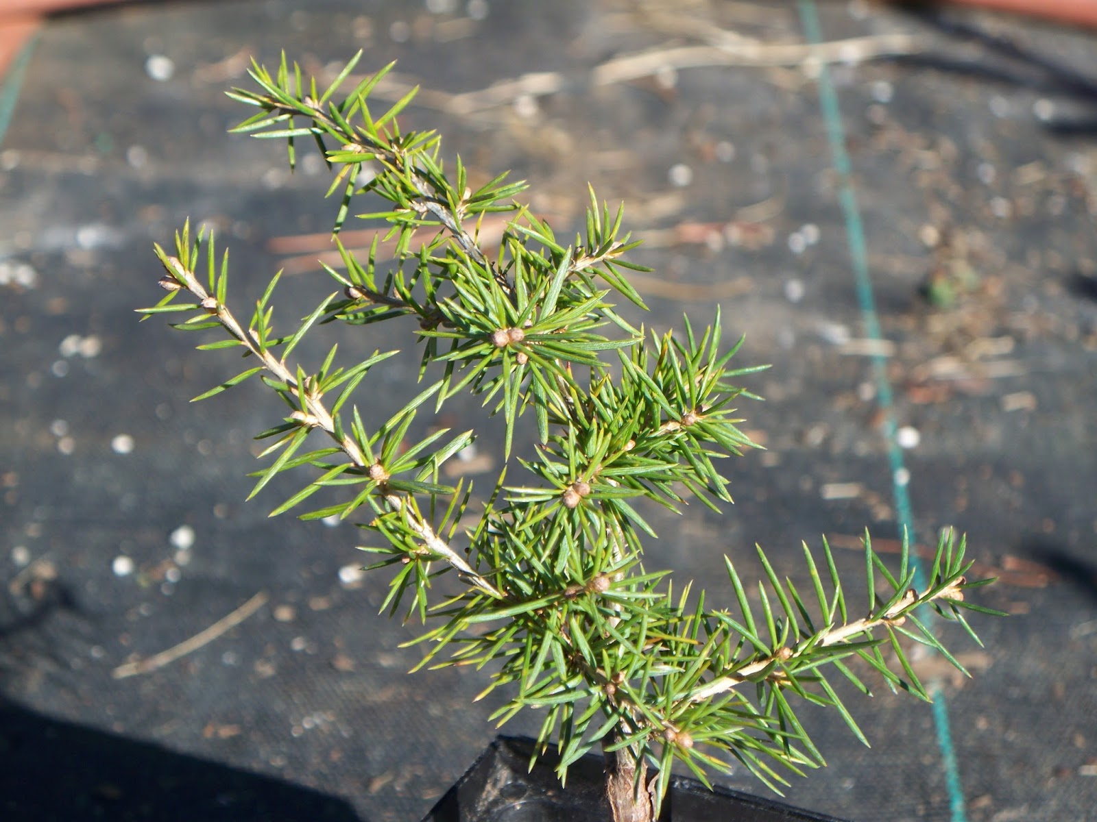 Trees Cedrus libani Cedar of Lebanon