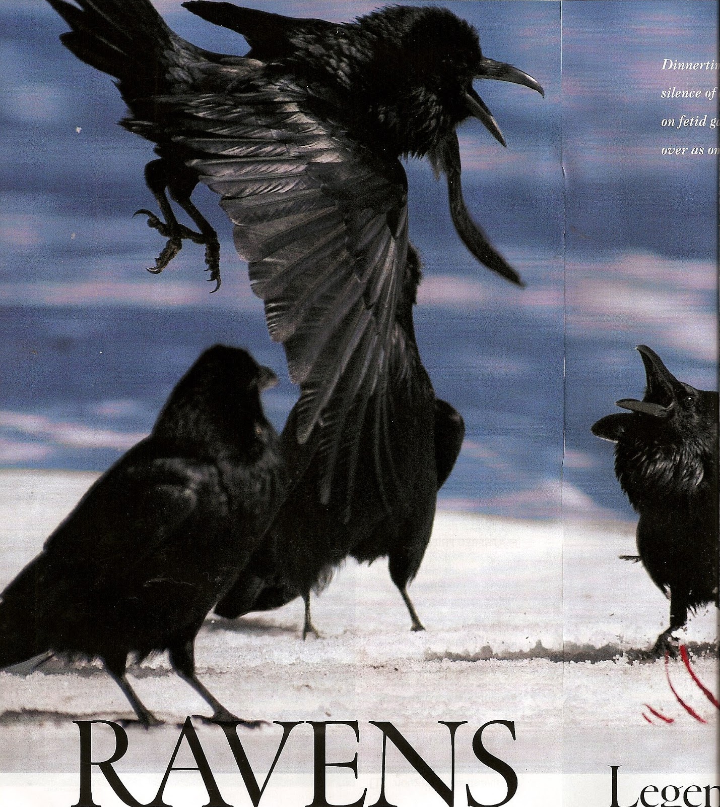 Wearable Art & Costume Design MACBETH bird concept