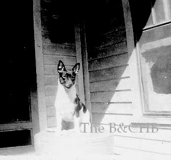 Blanche's dog Valentine, post Bonnie & Clyde years-- From my collection (Basenji??)