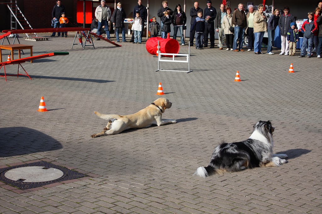 If you want to be happy, be. obedience school for dogs