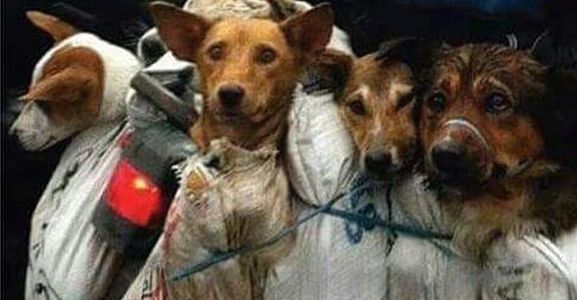 Résultat de recherche d'images pour "On le pensait interdit mais le festival de Yulin a bien été maintenu... Et ce sont toujours des milliers de chiens et chats qui sont massacrés"