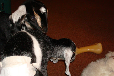 picture of the babies eyeing Rudy's nylabone
