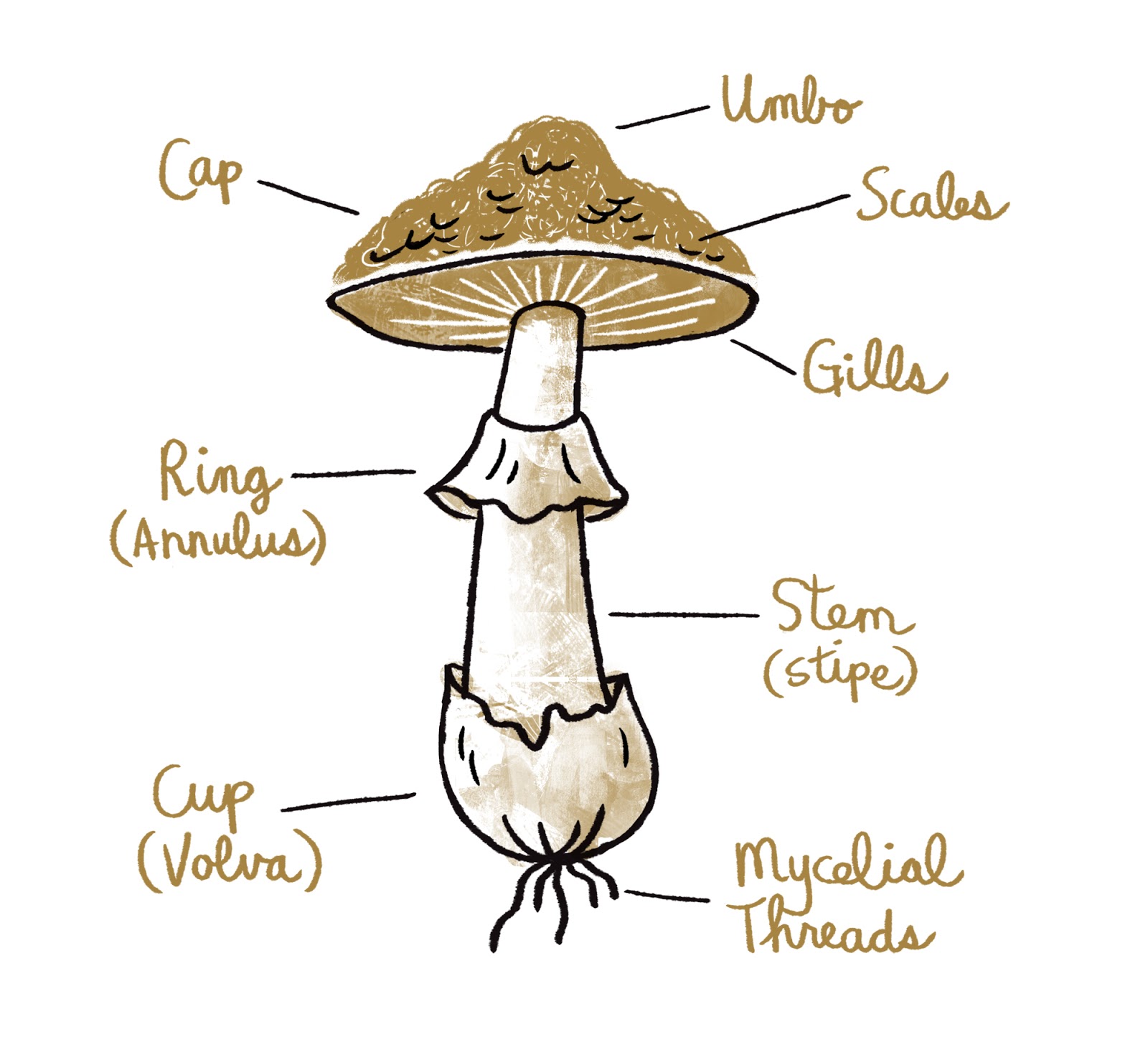 Mush Chap Book | stef choi key of a mushroom diagram 