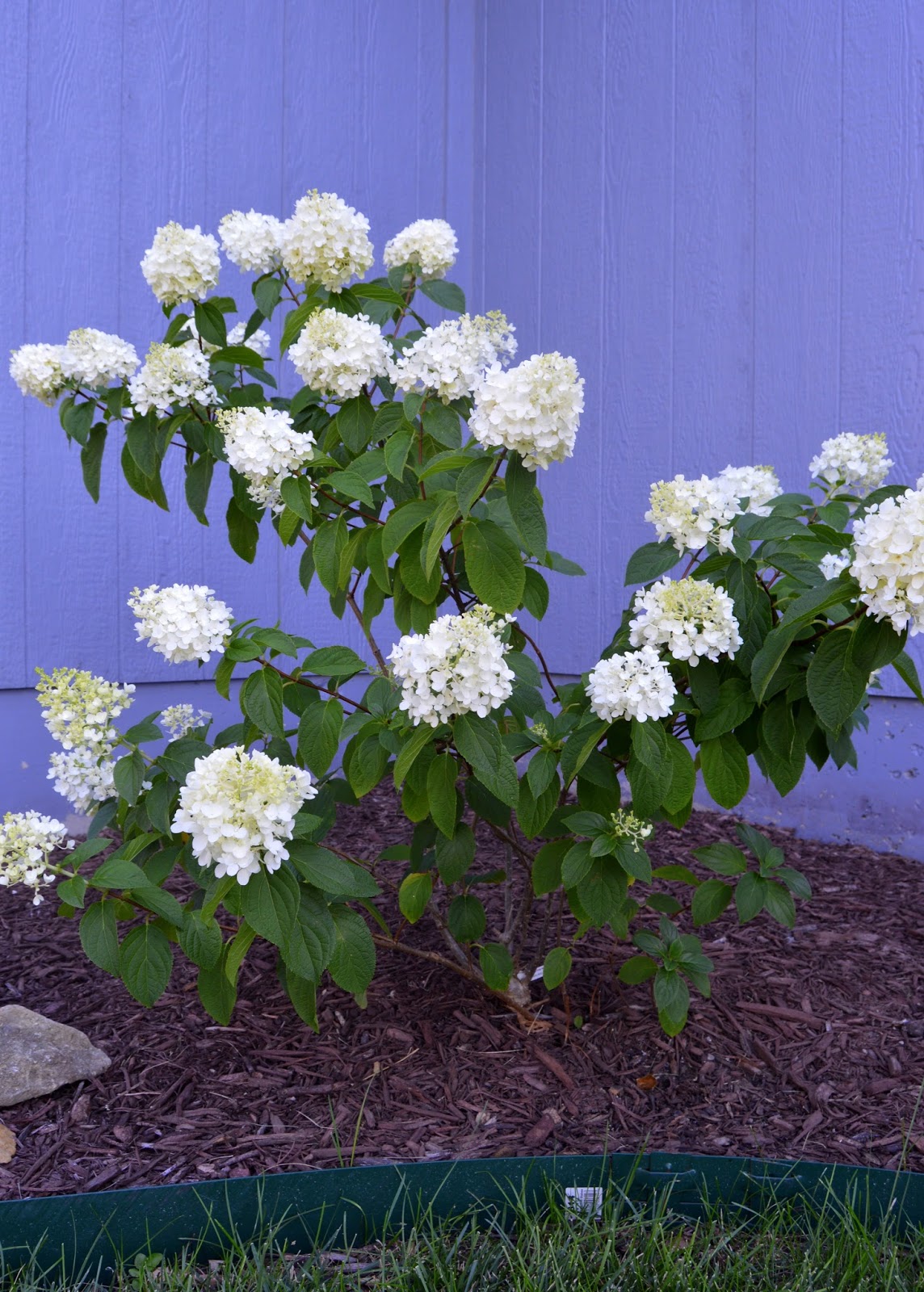 Hydrangea How To Plant Grow And Care For Hydrangeas