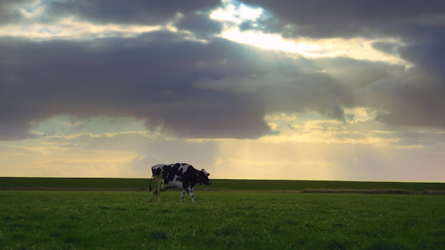 Een koe op een veld.