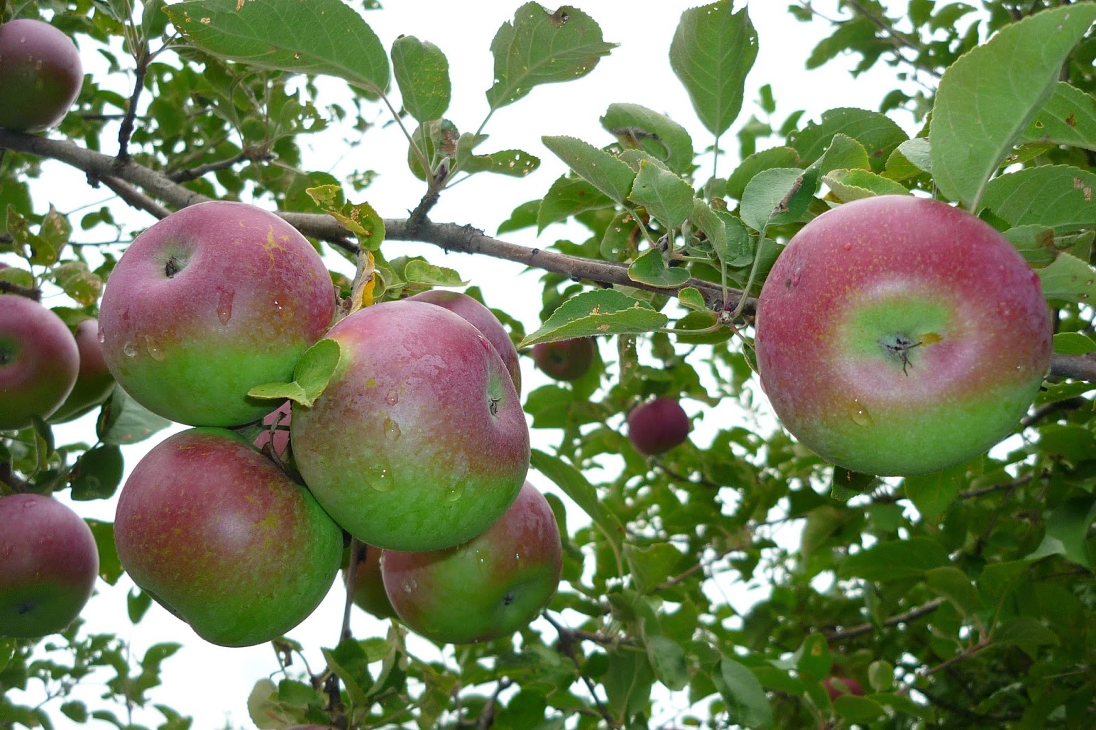 Яблони тимирязевская. Сорт яблок макинтош. Макинтош (сорт яблони). Яблоня Сиверса. Макинтош (сорт яблони) сорта яблони.