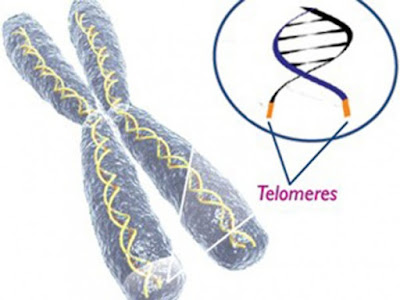 Τελομερή, DNA και Καρκίνος  