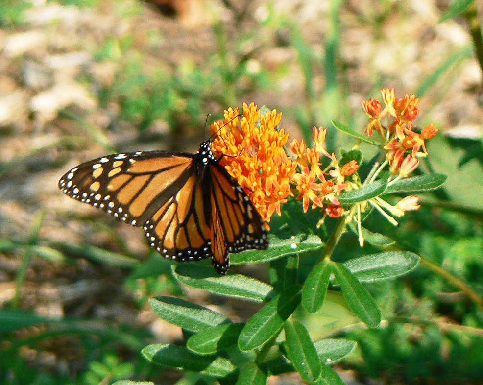 Earth and Space News 250 Million Monarch Butterfly Gardens for 250