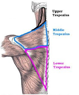 Middle Trapezius мышца