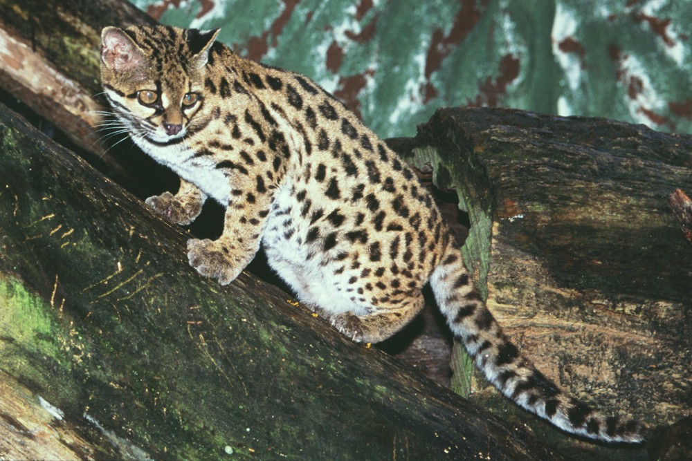 GATODOMATOPEQUENO (Leopardus tigrinus) GATODOMATOPEQUENO (Leopardus tigrinus)