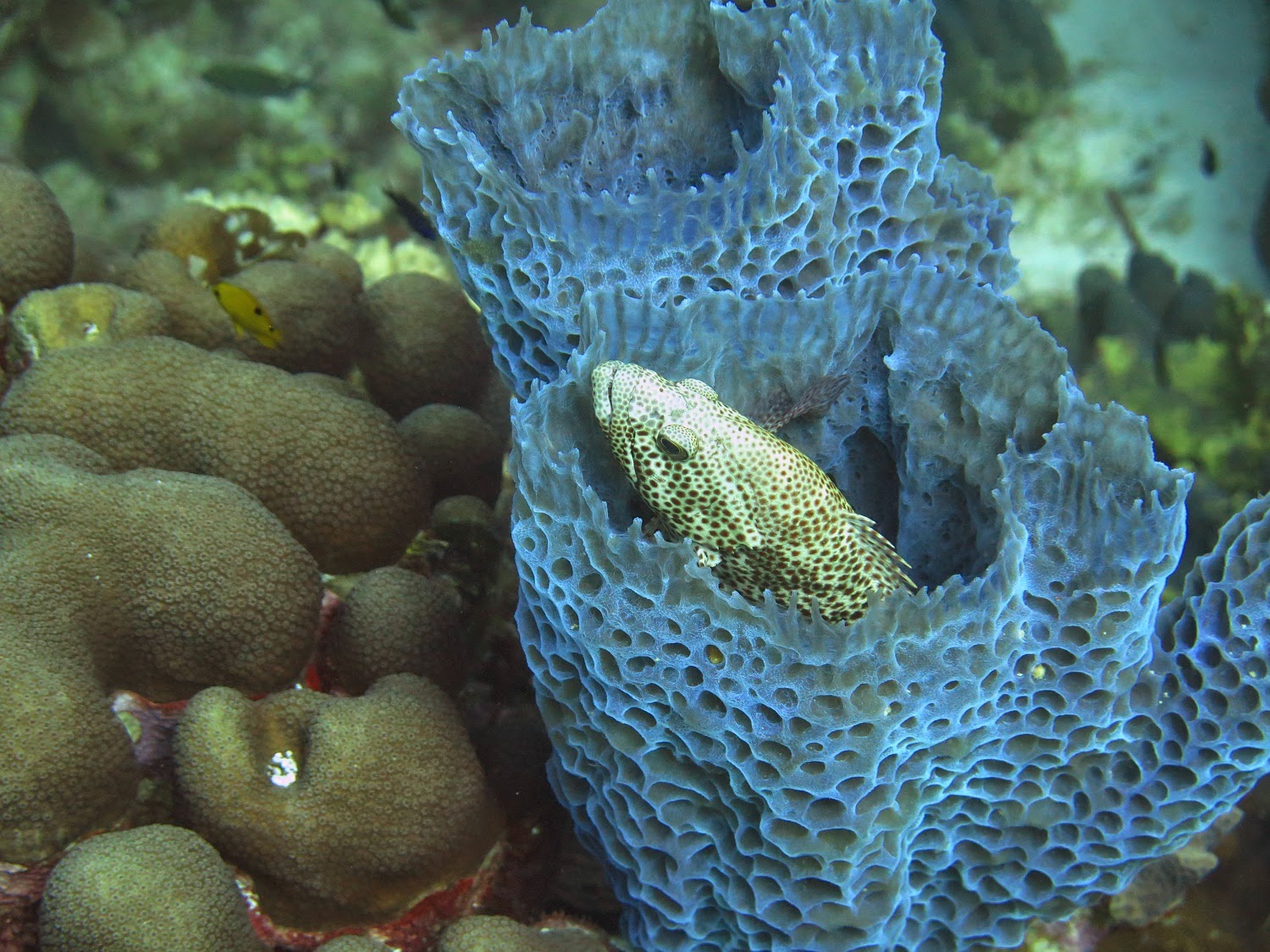 Rambling Jill Peering inside vase sponges