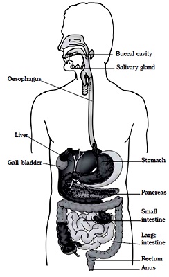 TCV GOPALPUR CLASS VII UPDATE: NUTRITION IN ANIMALS
