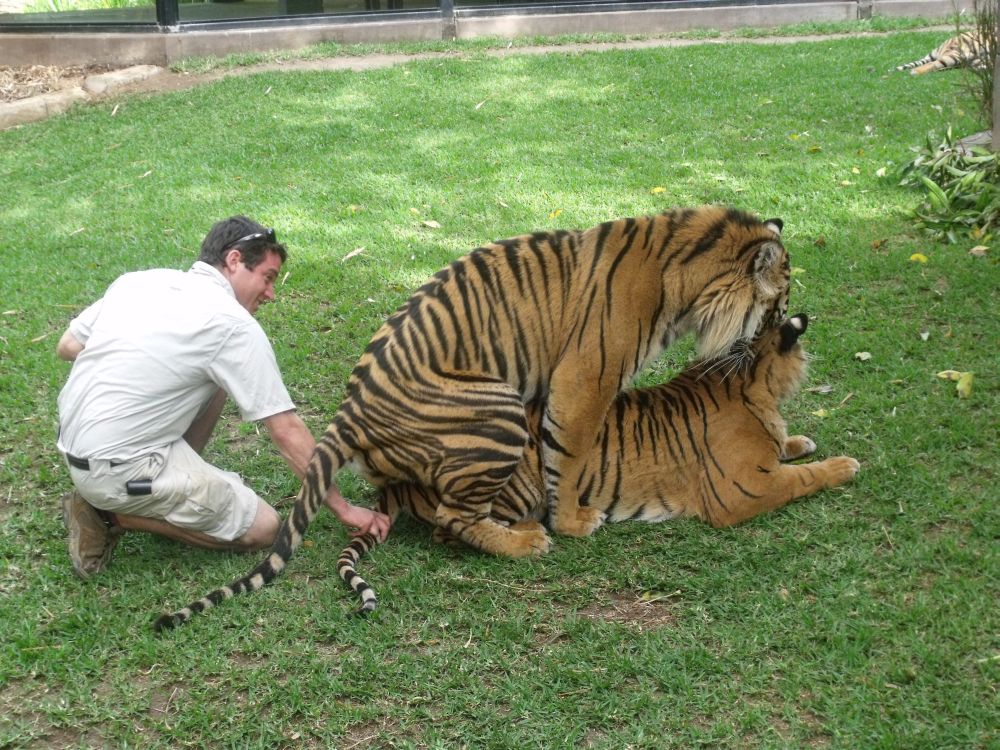 The Circus "NO SPIN ZONE": Australian zoologist breeding tigers