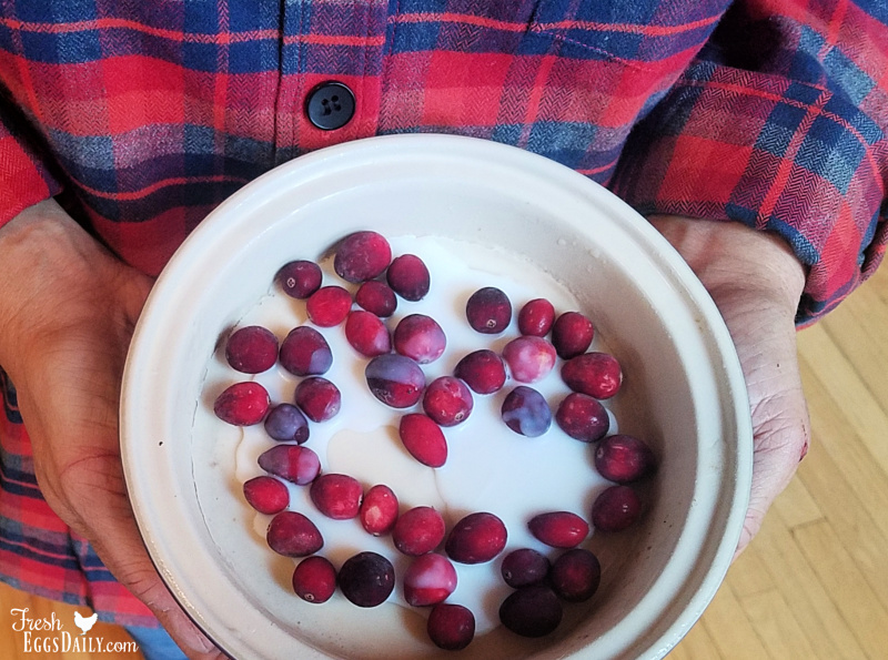Homemade Suet Cakes for Chickens Fresh Eggs Daily®