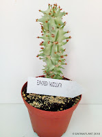 Cactus y Plantas Crasas En Barnaplant y Arribas Center