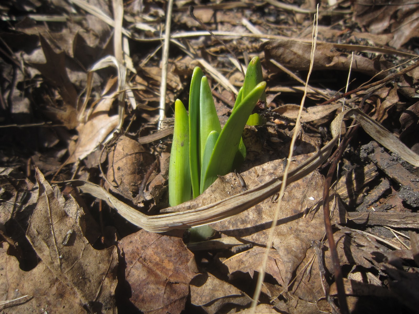 Chuck Does Art Identifying bulbs growing in early spring by shoots