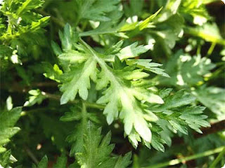 buy Dried Mugwort Yomogi kampo medical herb Detox diet Wormwood leaf tea