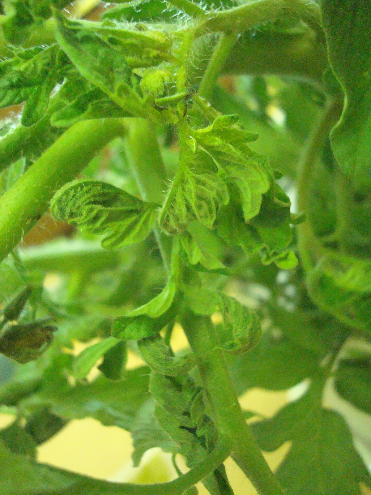 University of Illinois Plant Clinic A Few Tomato Diseases Seen at the