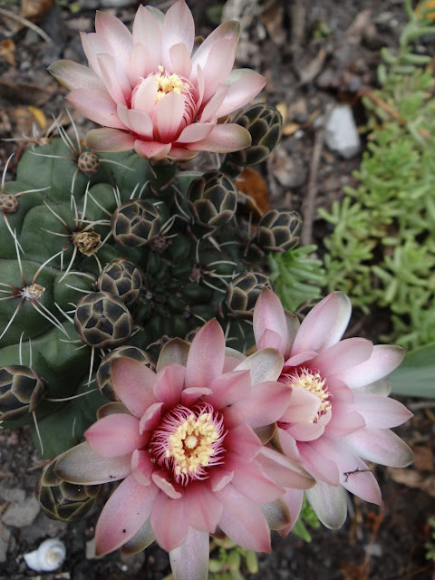 Cactus - floraisons 2016 DSC08395