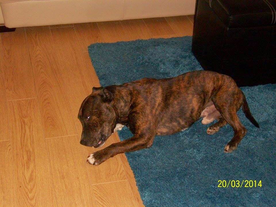 The Dog House Rescue URGENT Duggie, approx. 4 years old. Looking for a Foster or Forever Home