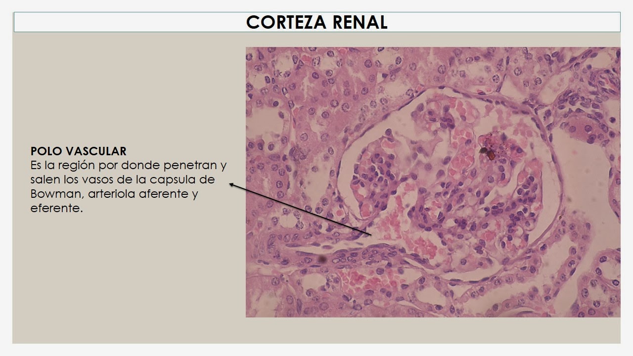 TEMAS MÉDICOS: HISTOLOGÍA RIÑÓN