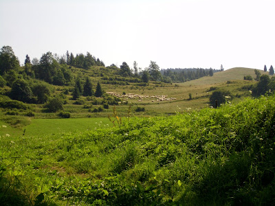 Owce w rezerwacie Biała Woda Owce w rezerwacie Biała Woda
