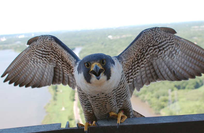 Raptor Resource Project Blog Endangered Species Act Under Threat From