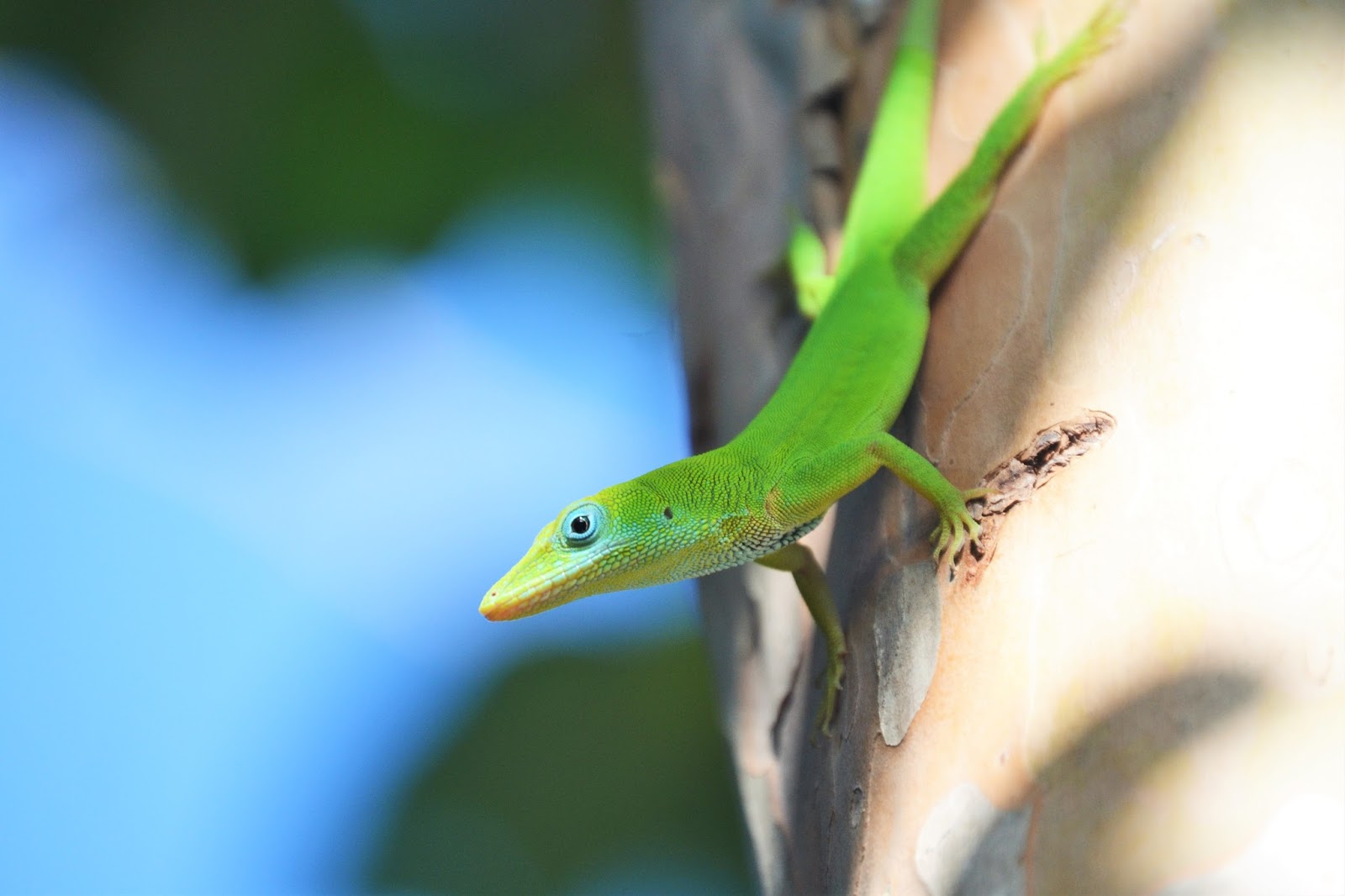 Lagarto Verde de la Hispaniola. Fauna Dominicana