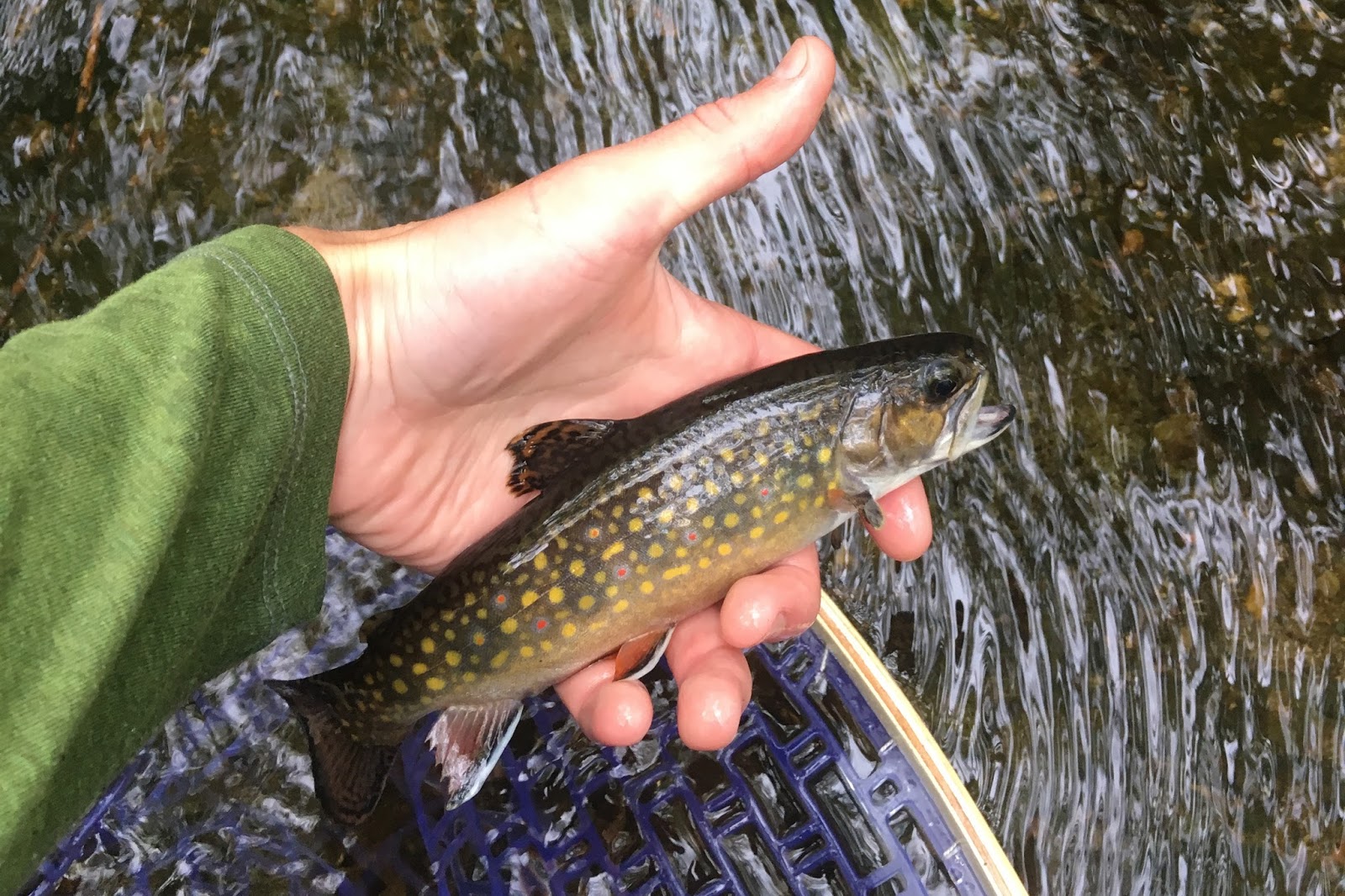 Trout Stream Day Dreams Spring Creek Brookies