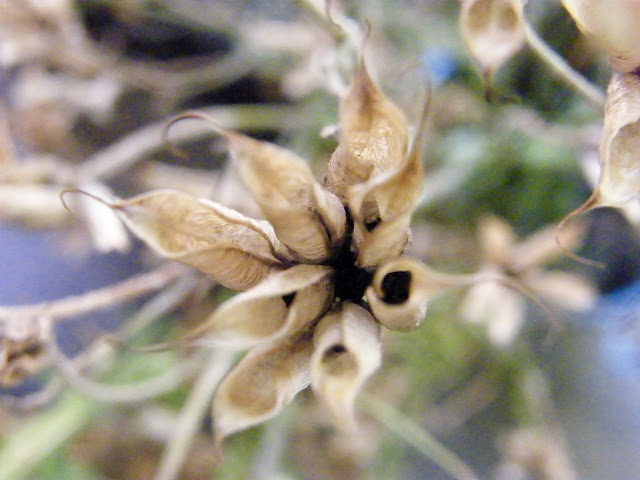 Looking down on the a dried seed head of a columbine bloom.