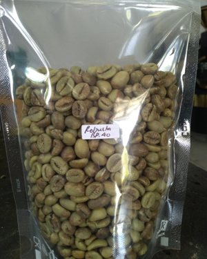 Green Bean Robusta Varietas Bp40 500 Gram